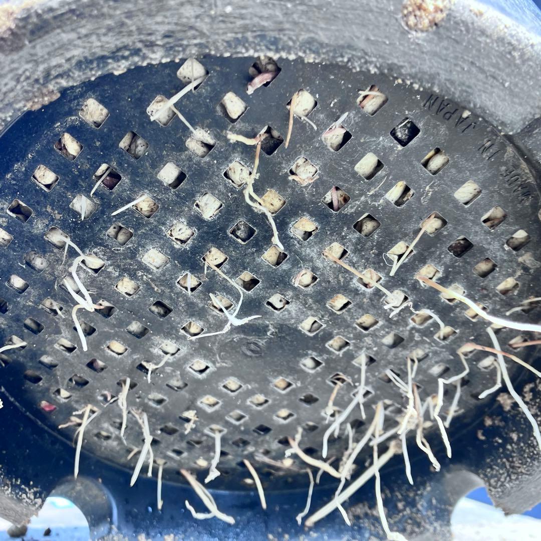 ユッカ ロストラータ　発根済　TR27