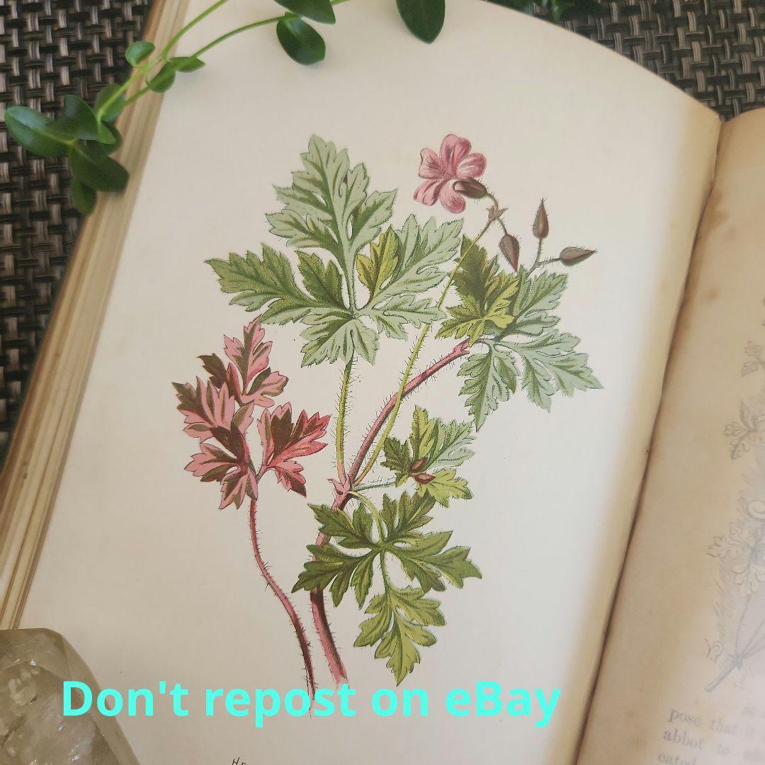 植物図鑑　洋書　ボタニカルアート　アンティーク　リトグラフ　27