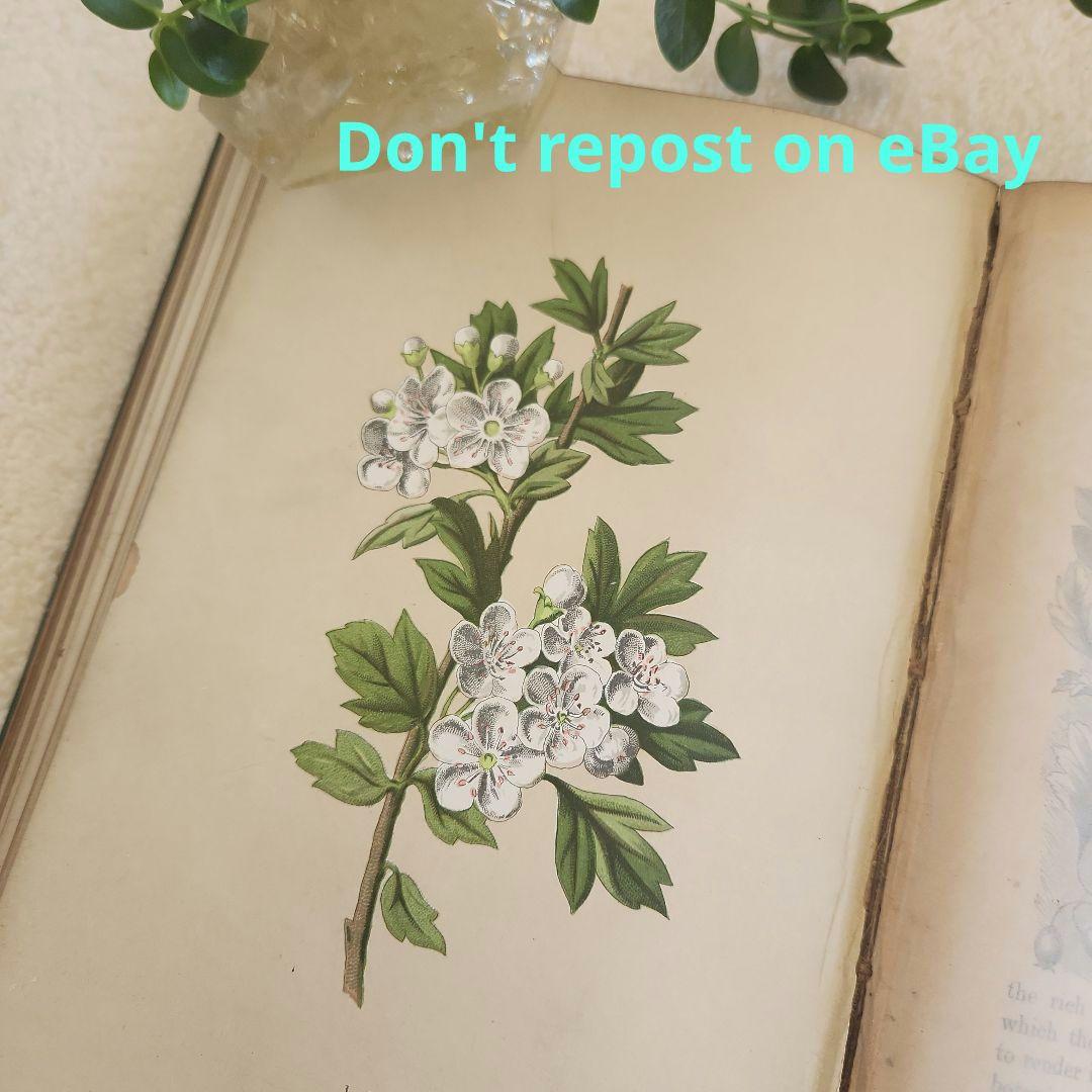 植物図鑑　洋書　ボタニカルアート　アンティーク　リトグラフ　27