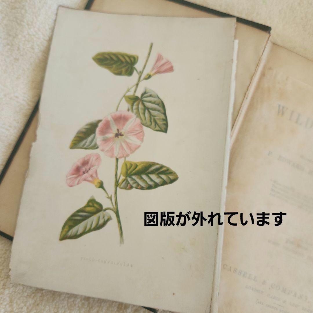 植物図鑑　洋書　ボタニカルアート　アンティーク　リトグラフ　27