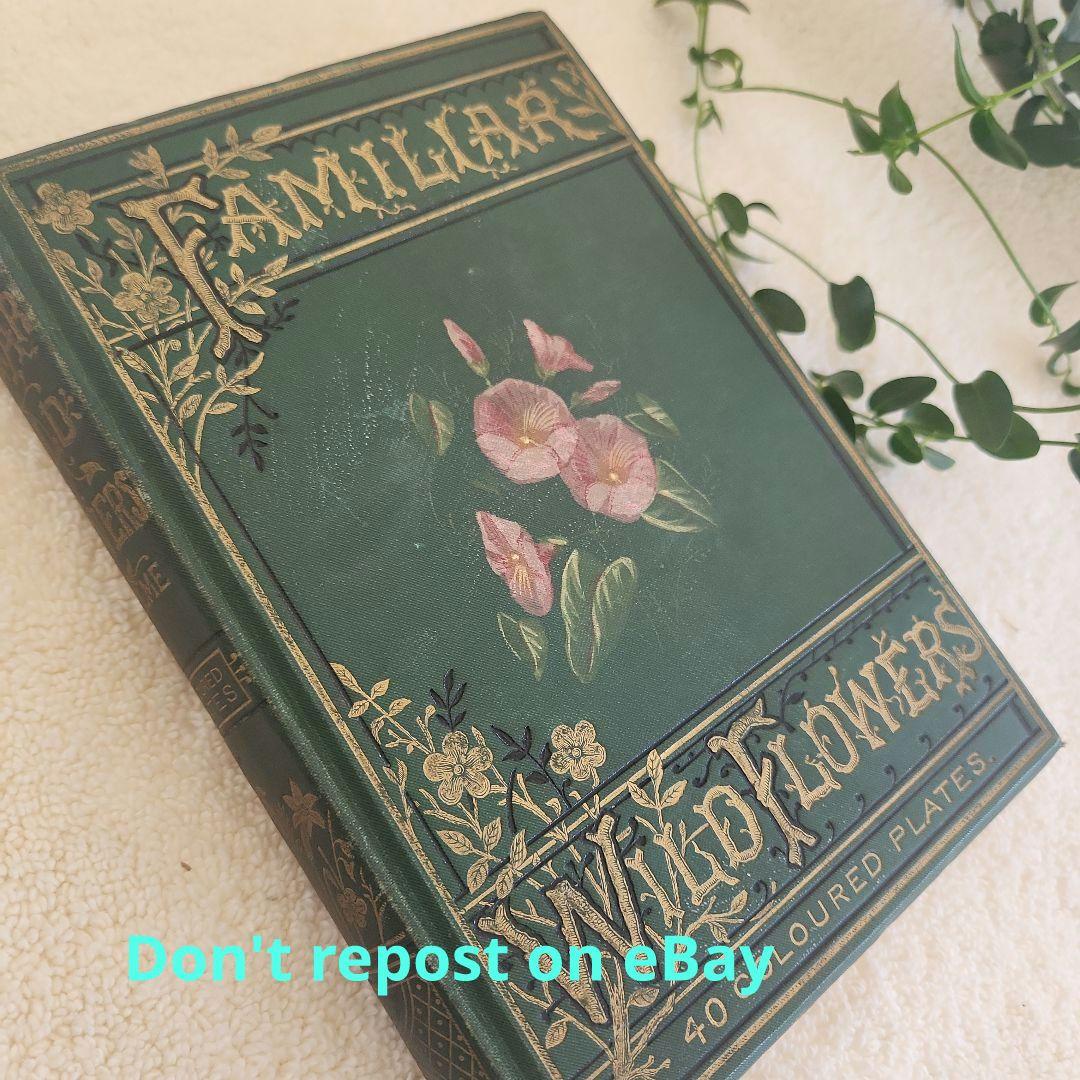 植物図鑑　洋書　ボタニカルアート　アンティーク　リトグラフ　27