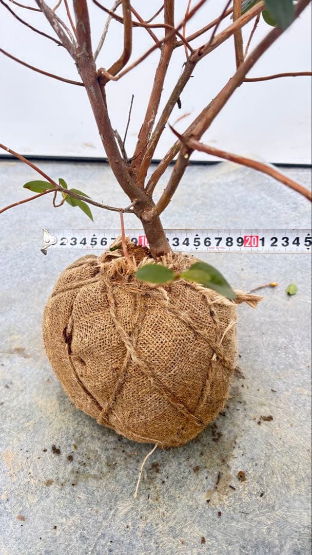 希少品種 良形の極上株 ツツジ フジムスメ 499 樹高80cm位