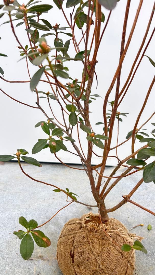 希少品種 良形の極上株 ツツジ フジムスメ 499 樹高80cm位