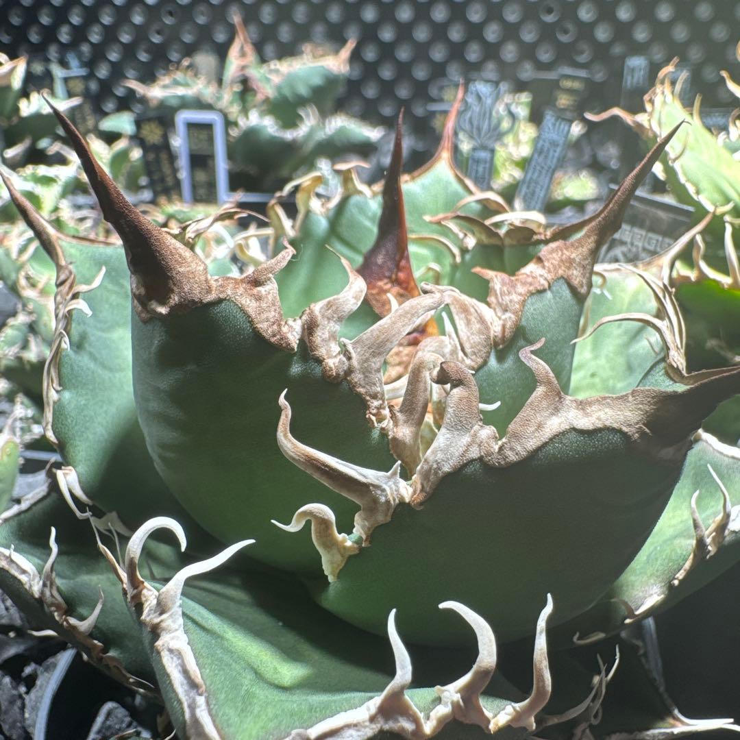 【有名趣味家血統】アガベ☆チタノタ☆千鳥影☆子株☆台湾lize⭐︎タグ付き☆