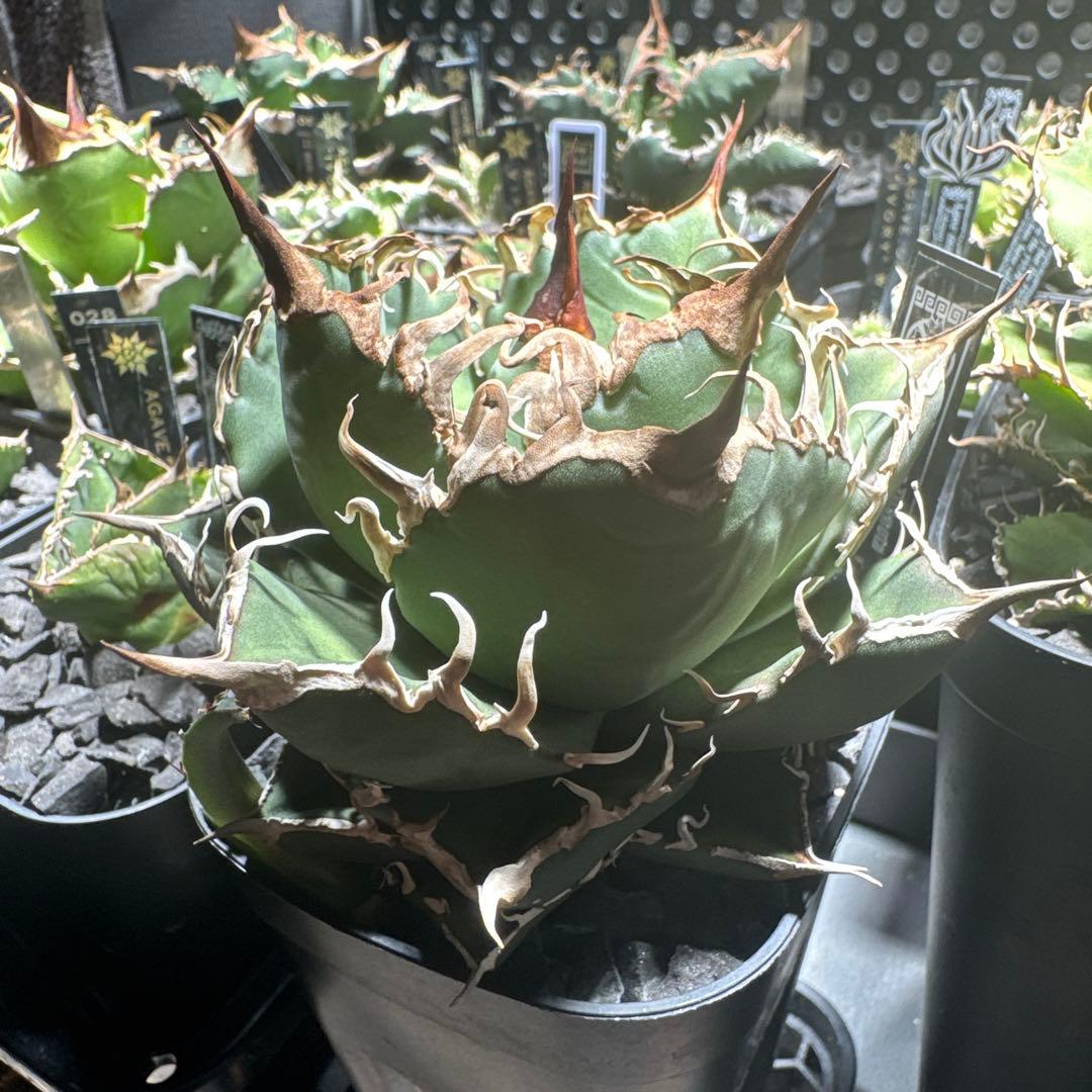 【有名趣味家血統】アガベ☆チタノタ☆千鳥影☆子株☆台湾lize⭐︎タグ付き☆