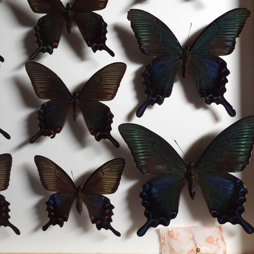 蝶標本　アゲハチョウ類8種47頭、大型ドイツ標本箱２箱入りセット