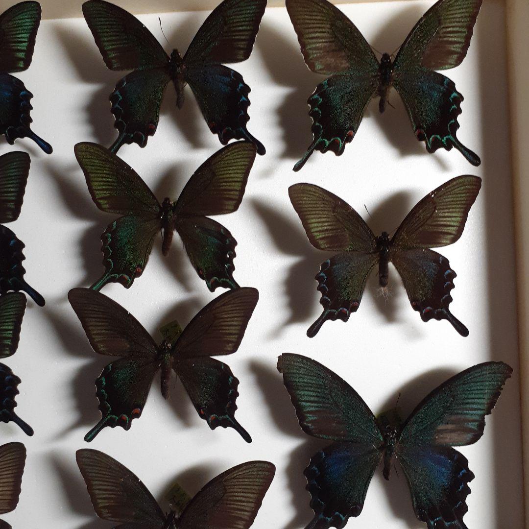 蝶標本　アゲハチョウ類8種47頭、大型ドイツ標本箱２箱入りセット