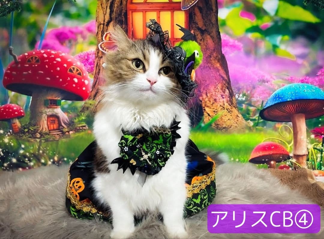 背景布【秋XE】サンプル80×120　ペット撮影用ブース　十五夜　お月見　宇宙