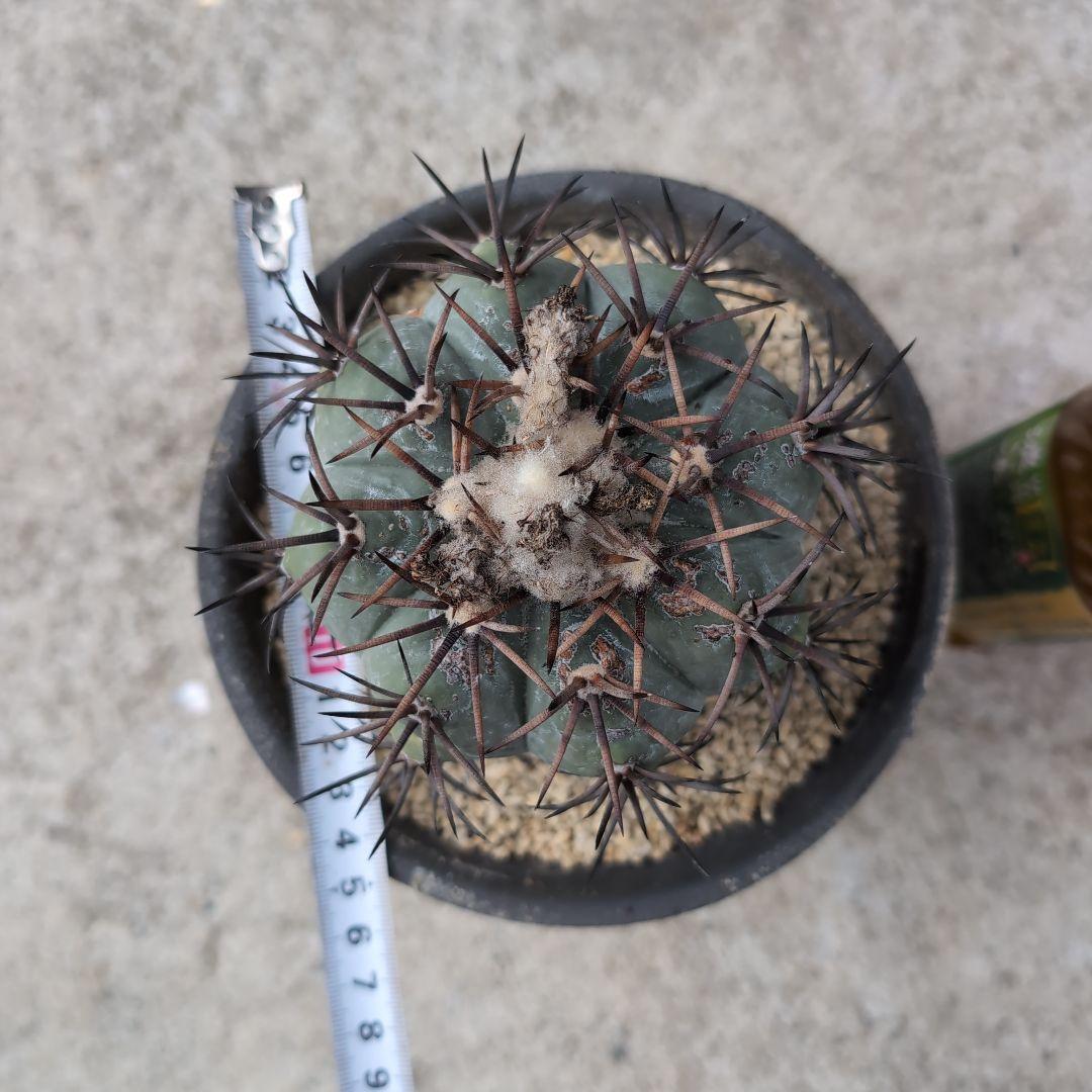 実生　古株　エキノカクタス　雷帝　(黒刺太平丸)　鉢径16センチ　鉢ごと送料込み