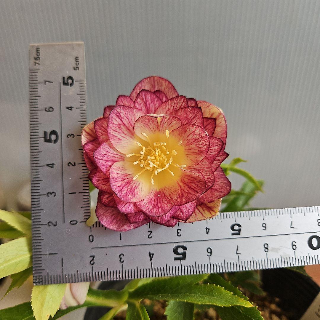 ごまたまご様ご購入苗㉖-278㉖-302クリスマスローズ