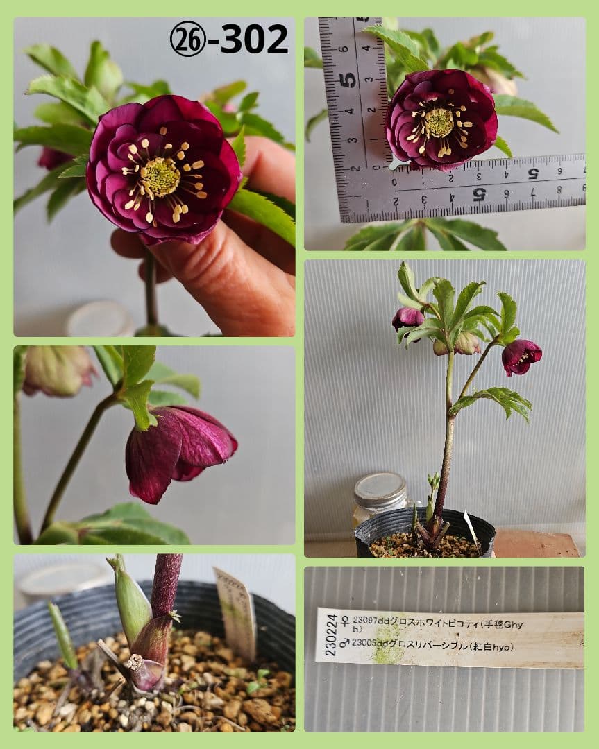 ごまたまご様ご購入苗㉖-278㉖-302クリスマスローズ
