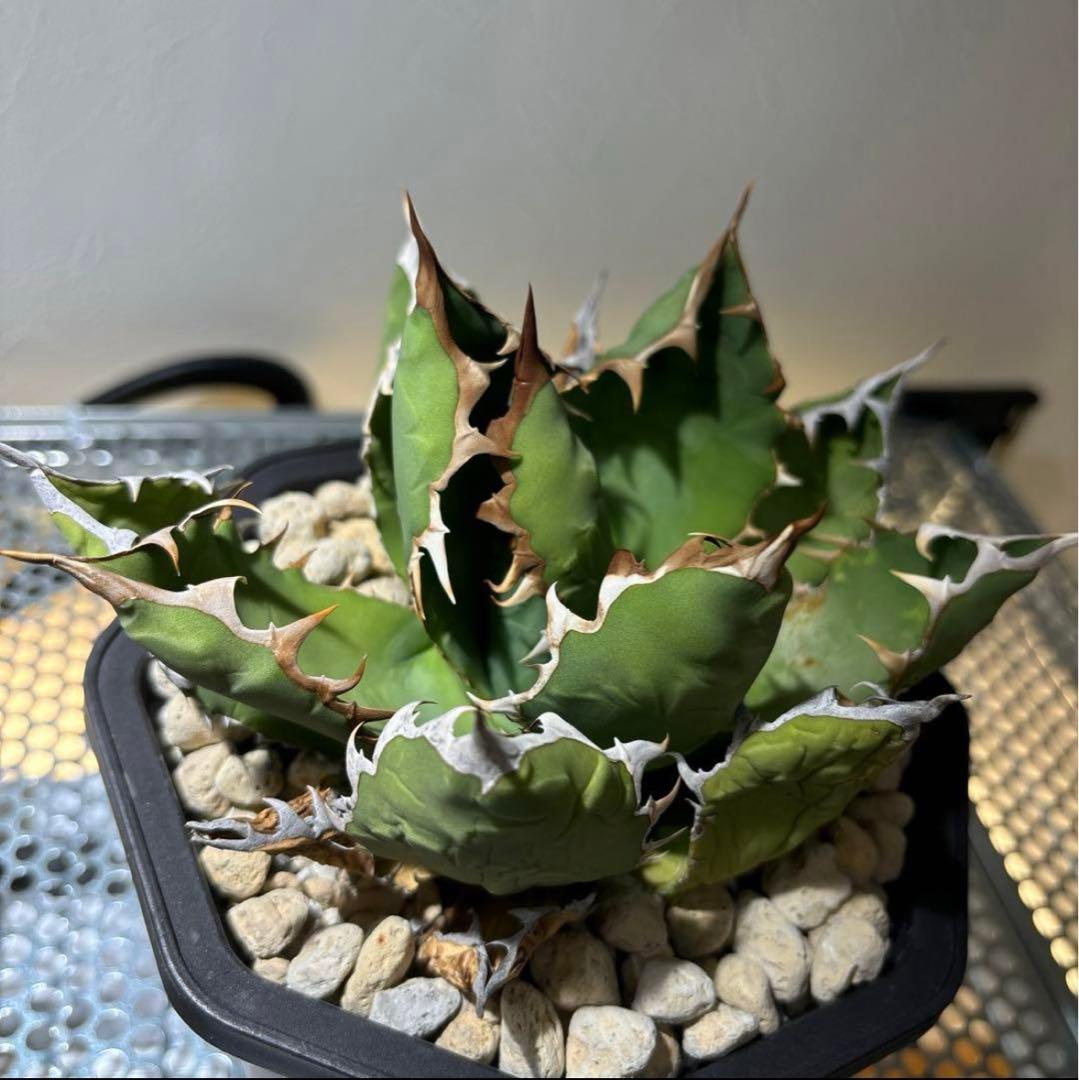 アガベ　オアハカ　チタノタ