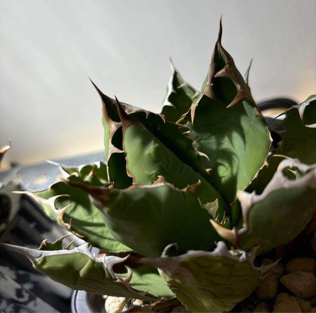 アガベ　オアハカ　チタノタ