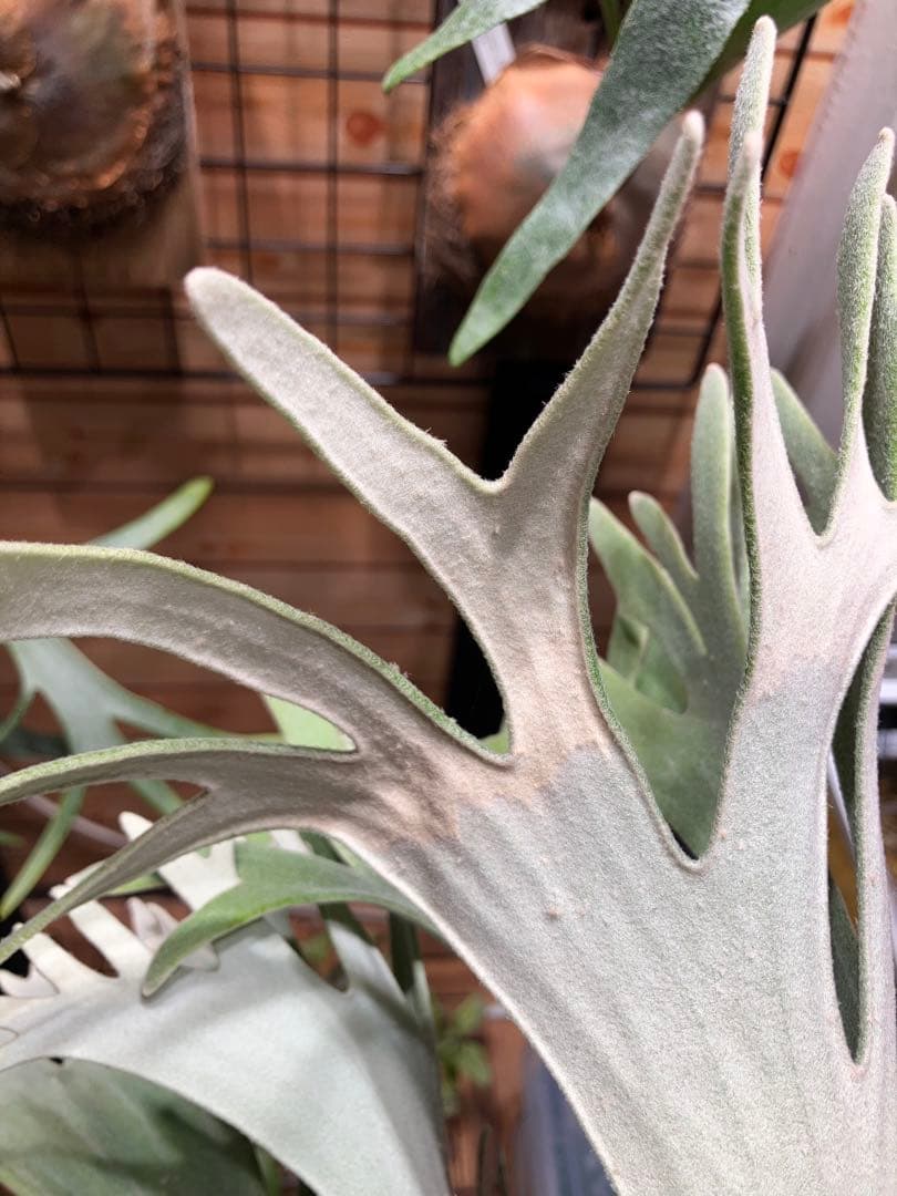 P.celso ビカクシダセルソタツタ