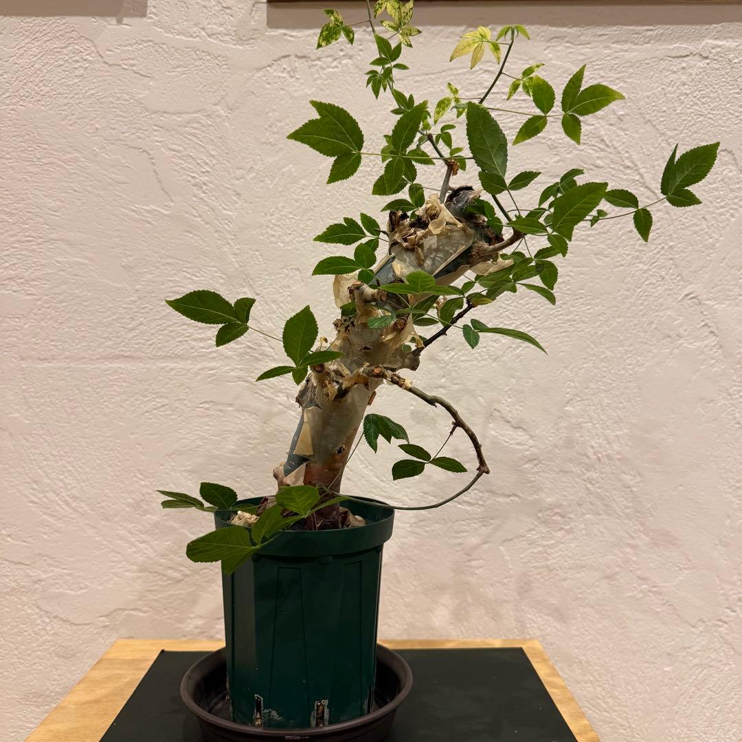 コミフォラ コミフォラエミニー 塊根植物 発根済 塊根