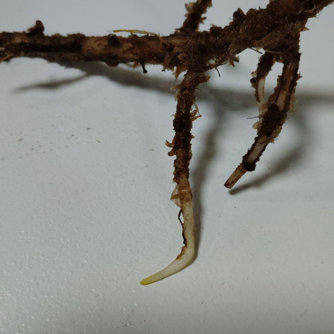 希少 モンステラ タイコン ステレーション スターライト トップ カット 発根済