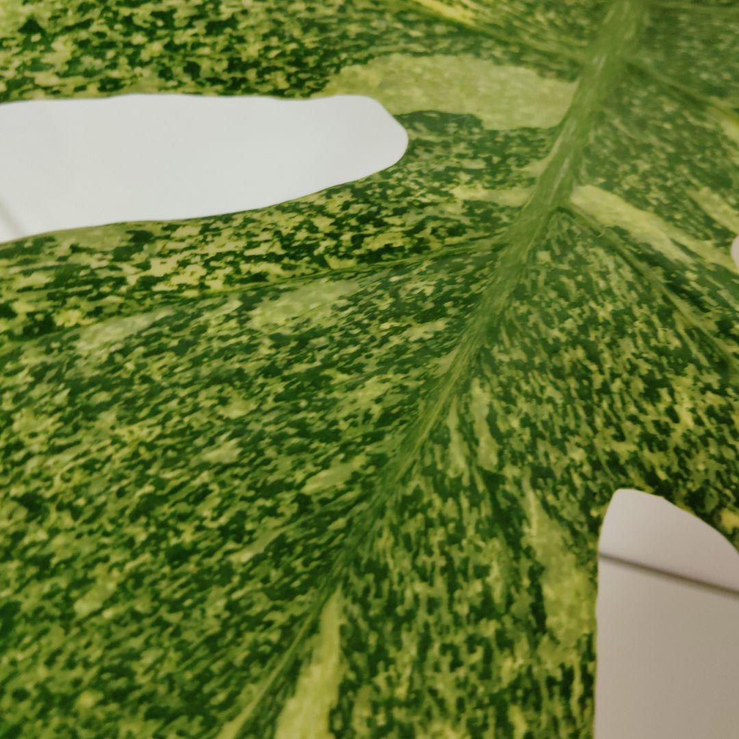 希少 モンステラ タイコン ステレーション スターライト トップ カット 発根済