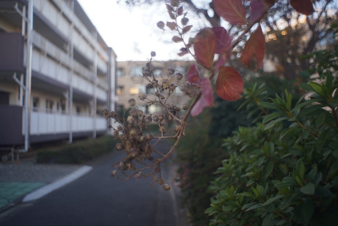 レンズ(単焦点) 062_P.Angenieux 28/3.5 (Exacta mount)