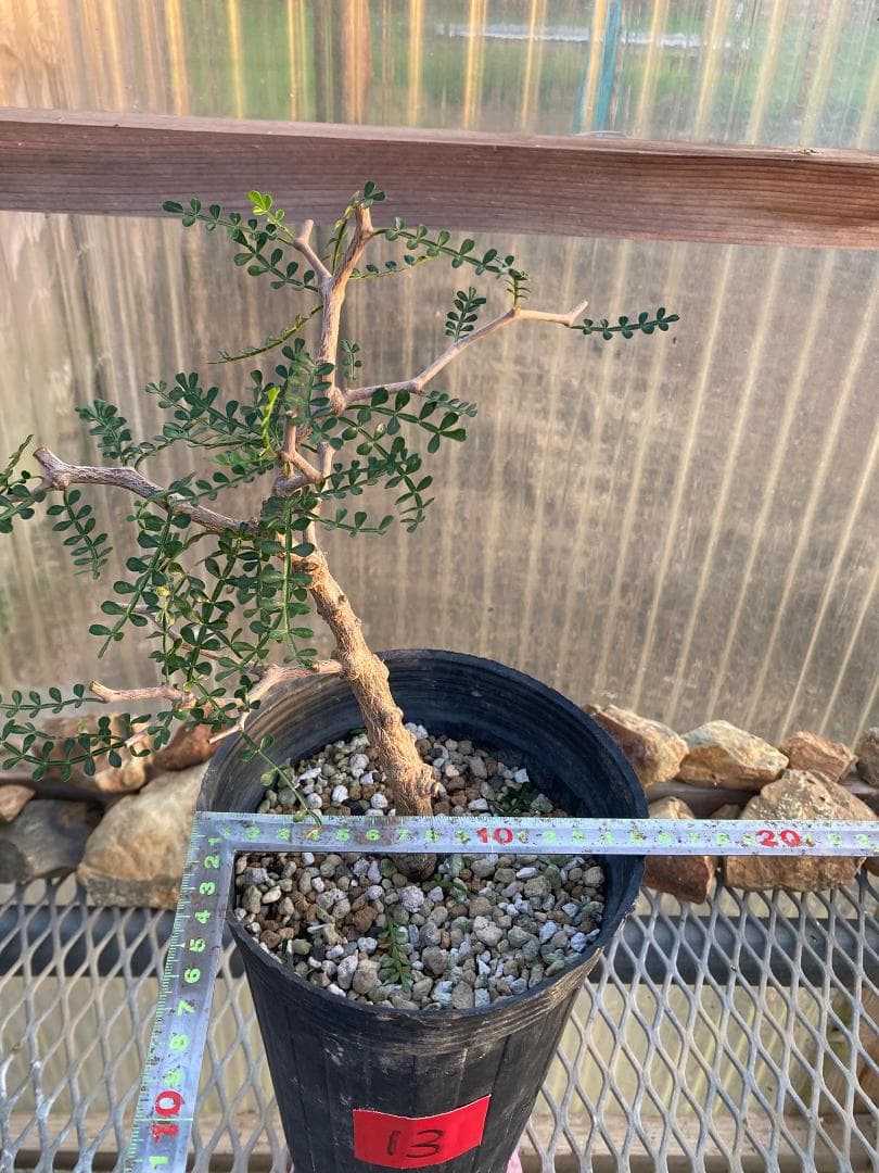 オペルクリカリア・パキプス(根挿し)No13