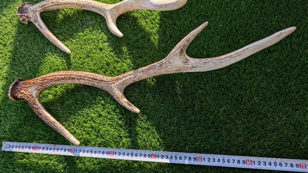 立派な鹿の角 2対　4本セット です！