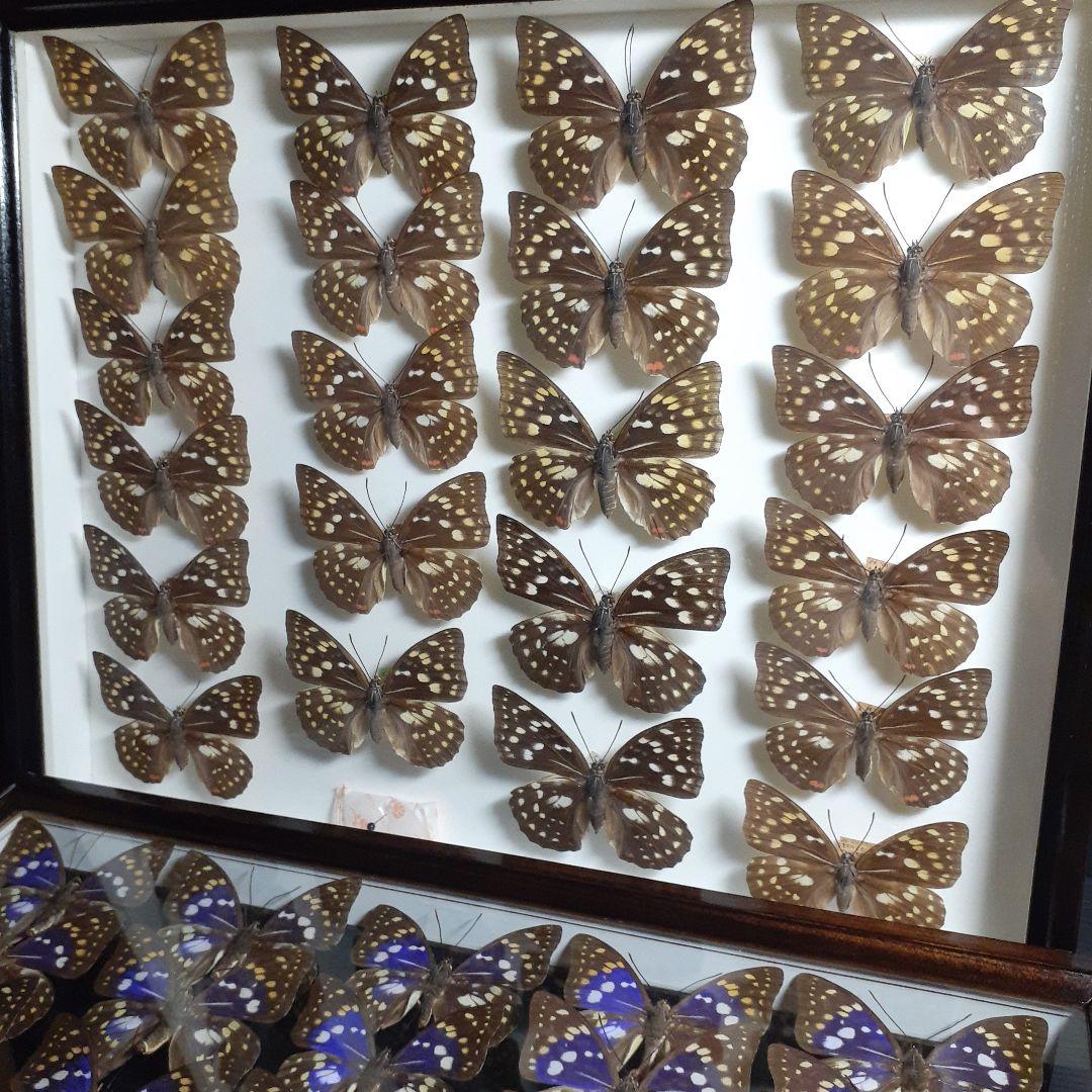 蝶標本　オオムラサキ　♂️♀60頭。大型ドイツ標本箱二箱入りセット