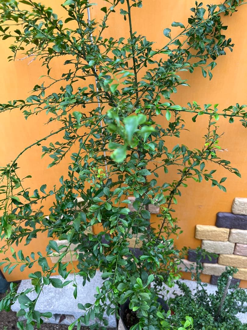 フィンガーライム２点セット　Ｅ