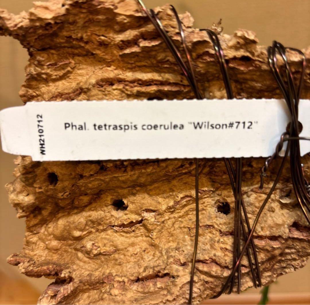 【開花優秀株=開花終了価格変更】胡蝶蘭原種　テトラピスコブラ’ウィルソン712’