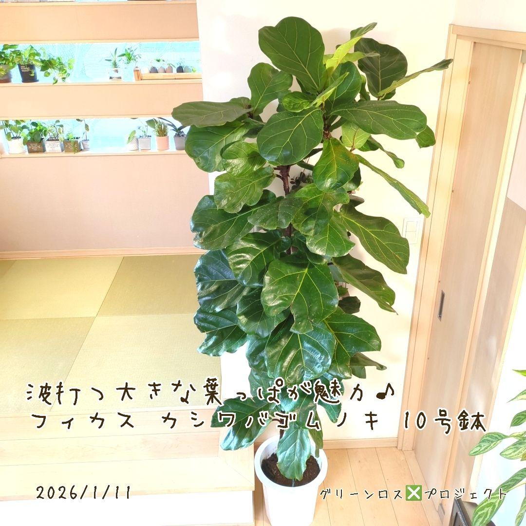 【Jonald ⚠追加有り❗️】フィカスカシワバゴムノキ10号鉢②