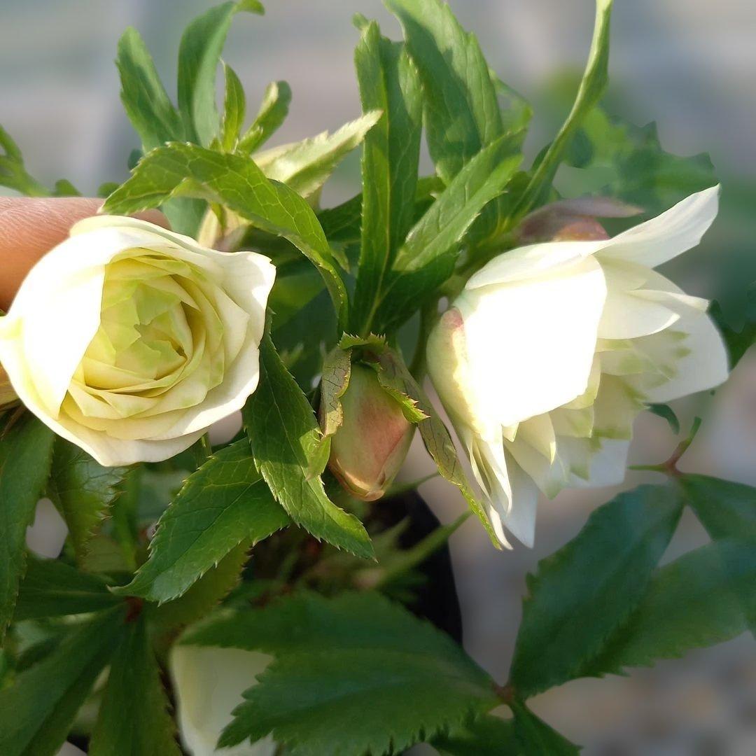 溢れるつぼみ！ボリュームあり！グリーンリップクリスマスローズ、大苗、開花株