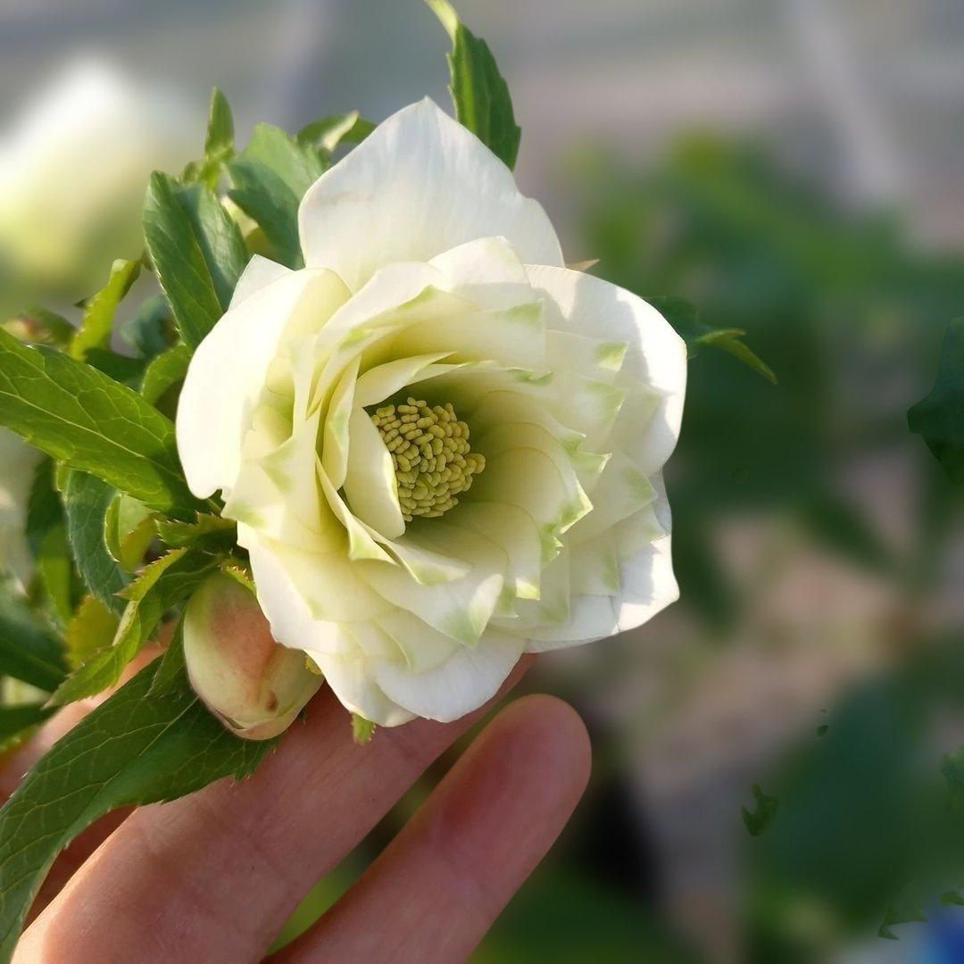 溢れるつぼみ！ボリュームあり！グリーンリップクリスマスローズ、大苗、開花株