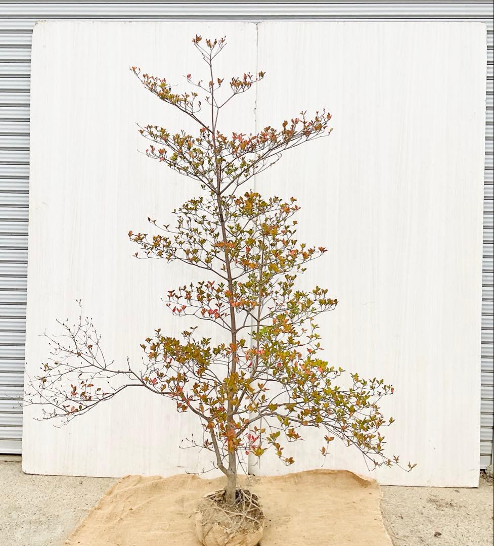 山採りドウダンツツジ　白　/ 793