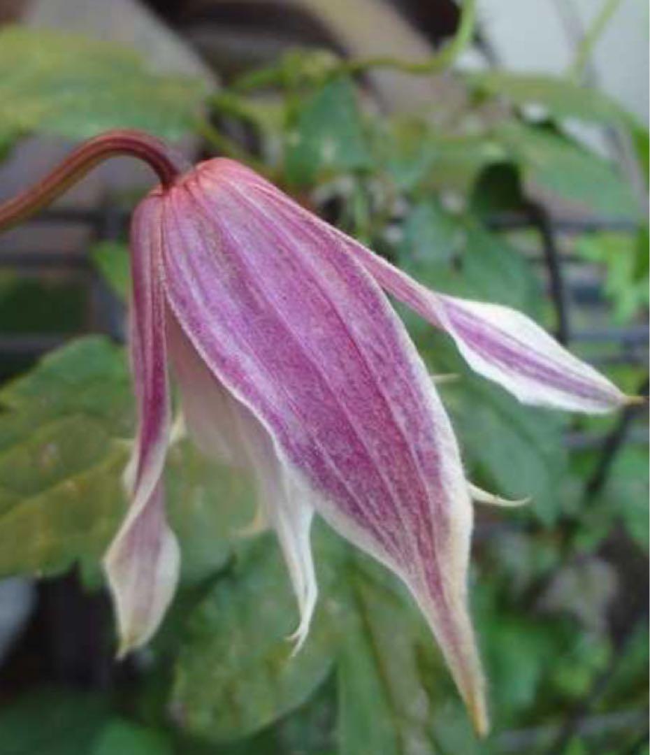 クレマチス　マクロペタラウェッセルトン　苗　プロペルティウス　‼️超レア品種‼️