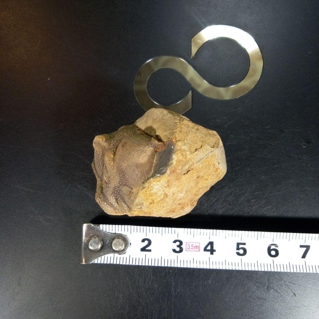 三葉虫　化石　fossil　ボリビア産　trilobite　ボリビア三葉虫郡③