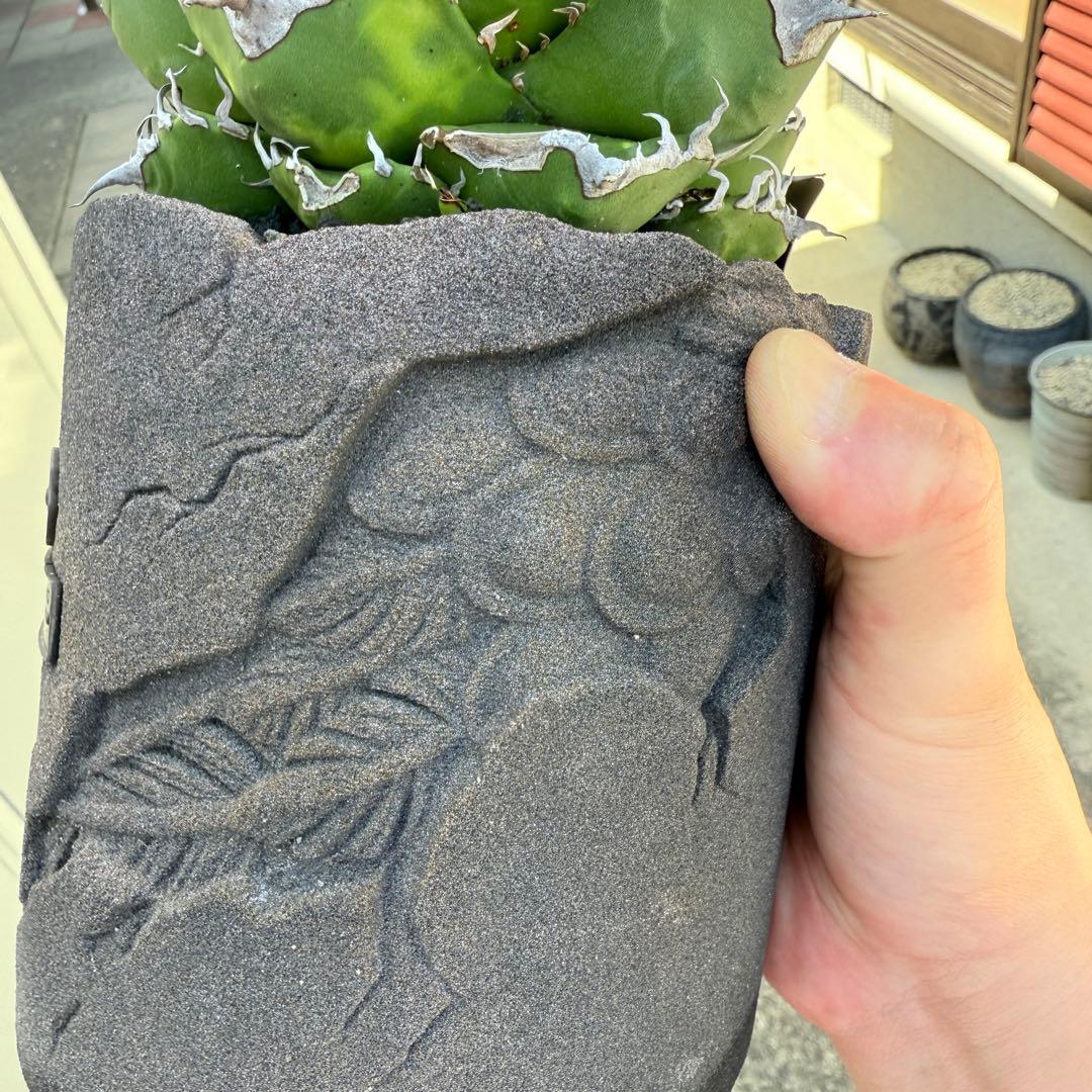 アガベ 魔丸 完璧大株 12cmぐらい 海外から輸入高級鉢 綺麗に洗えます