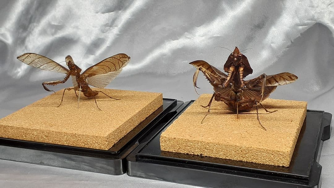 マオウカレハカマキリ雌　立体標本　魔王枯葉