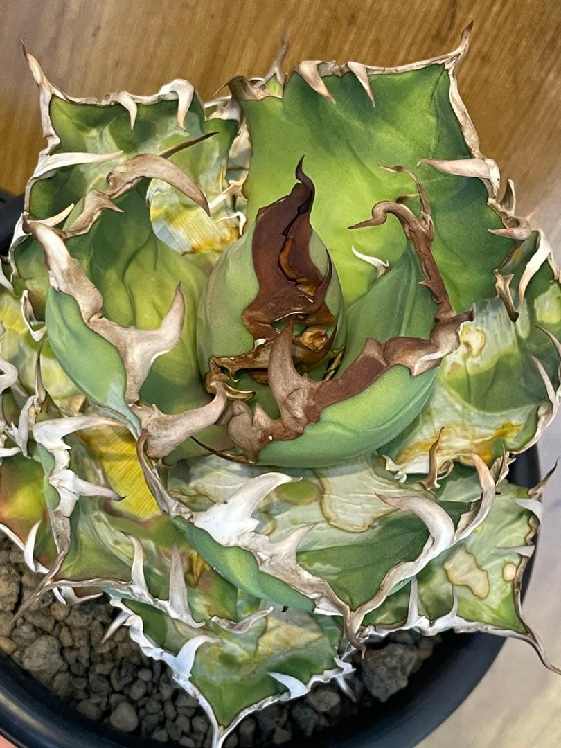Agave titanota シーザー　大株　コレクション株　葉焼け