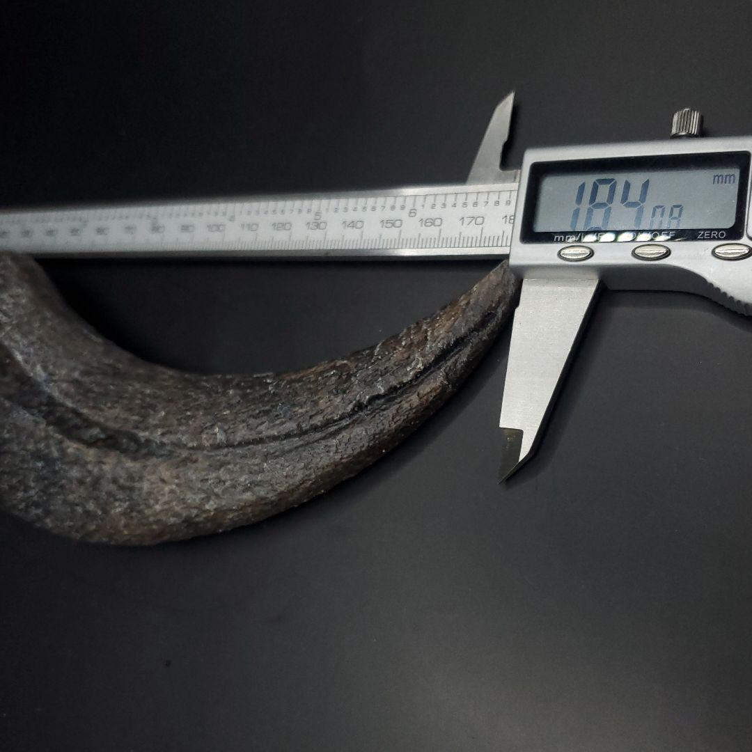 スピノサウルス 爪 レプリカ 184.08mm spr5