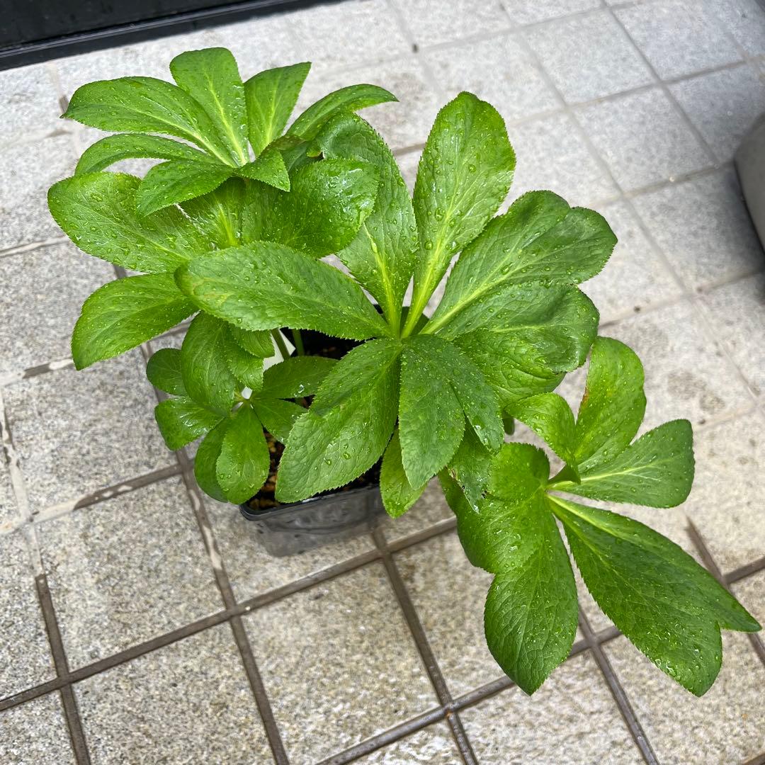 ノアロ　ポット発送☘️限定1株未株分☘️3047【新芽いっぱい⭐️超極上⭐️写楽】