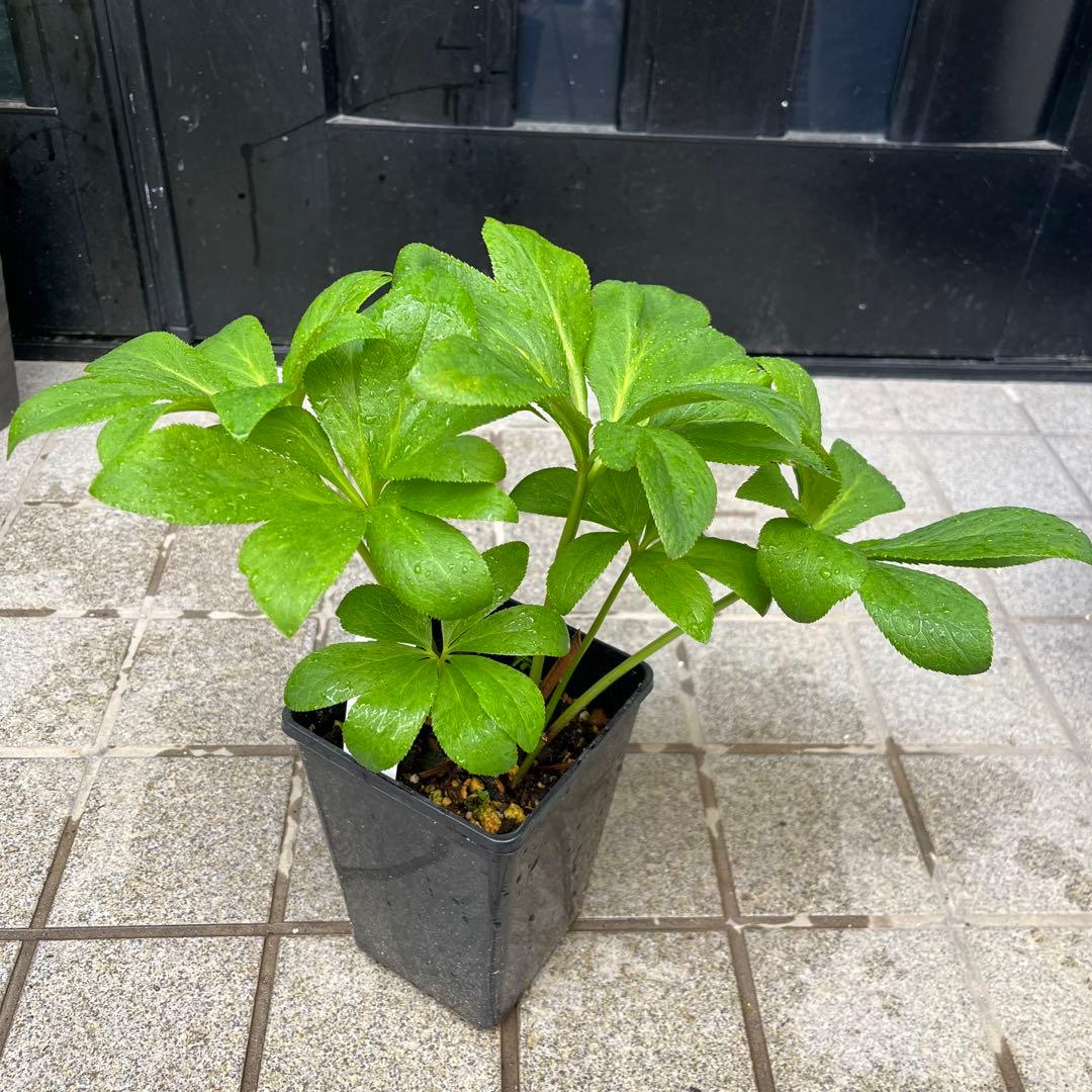 ノアロ　ポット発送☘️限定1株未株分☘️3047【新芽いっぱい⭐️超極上⭐️写楽】