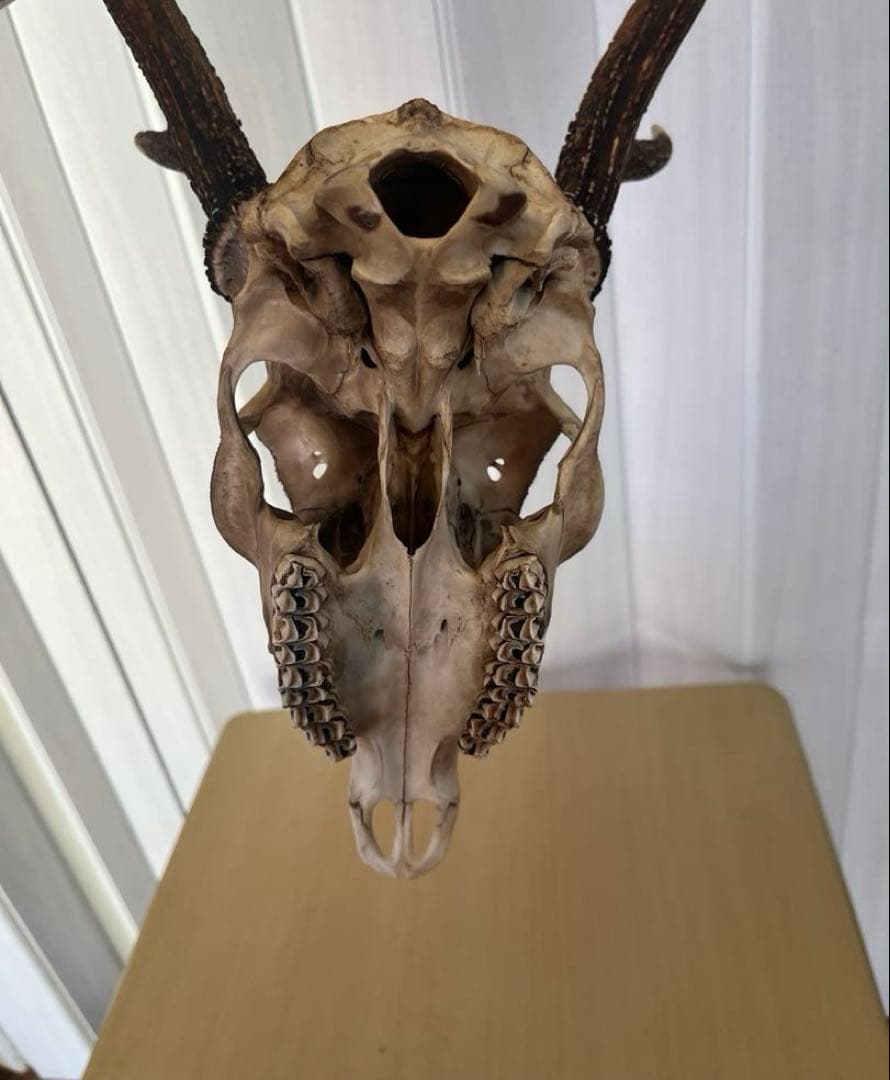 天然日本鹿 角 ハンティングトロフィー