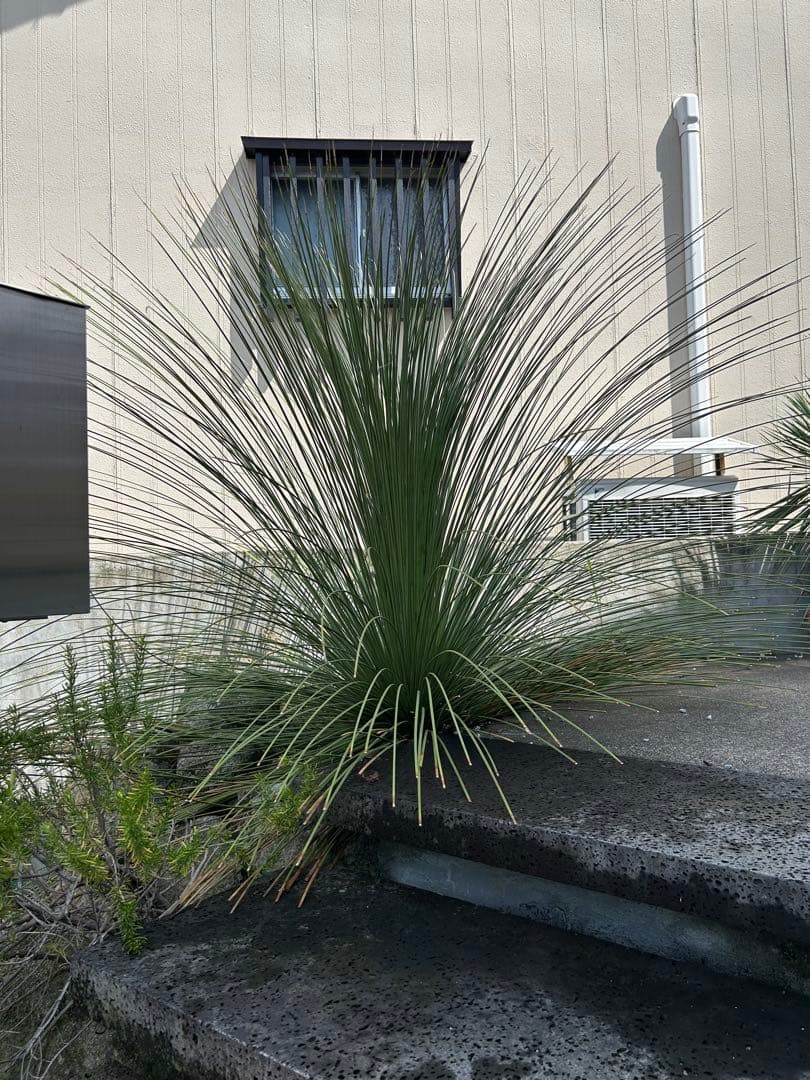 ダシリリオンロンギシマム 極太 引き取り限定　ドライガーデン　アガベ　ユッカ