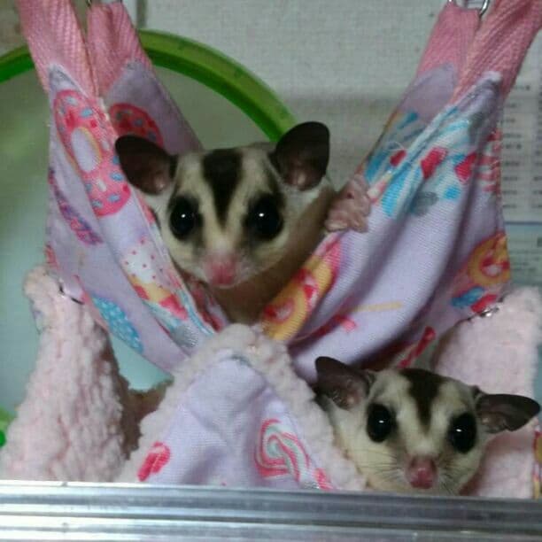 モモンガハウス(カフェ・猫) ボア茶   大サイズ(家族用)  2200円