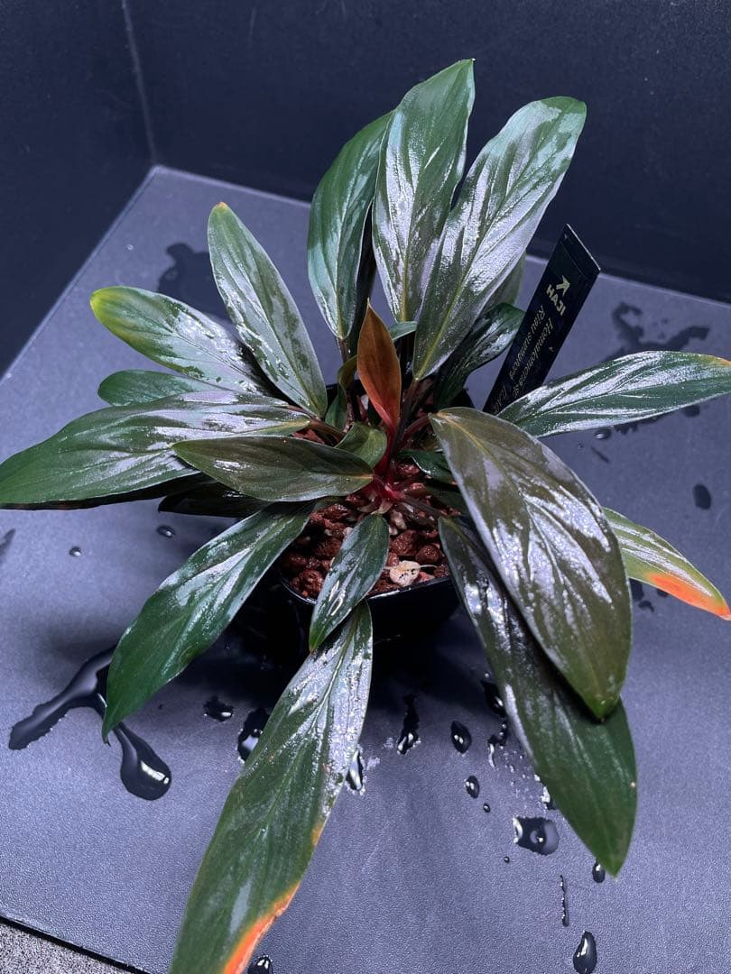 ホマロメナ Homalomena sp. \"濡烏\" 大株　[LA0518-02]