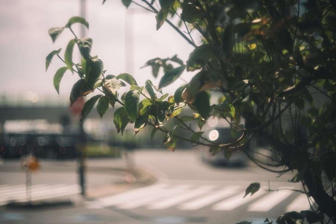 外観美品！希少なニッケル！Leica Nickel Summar 50mm F2