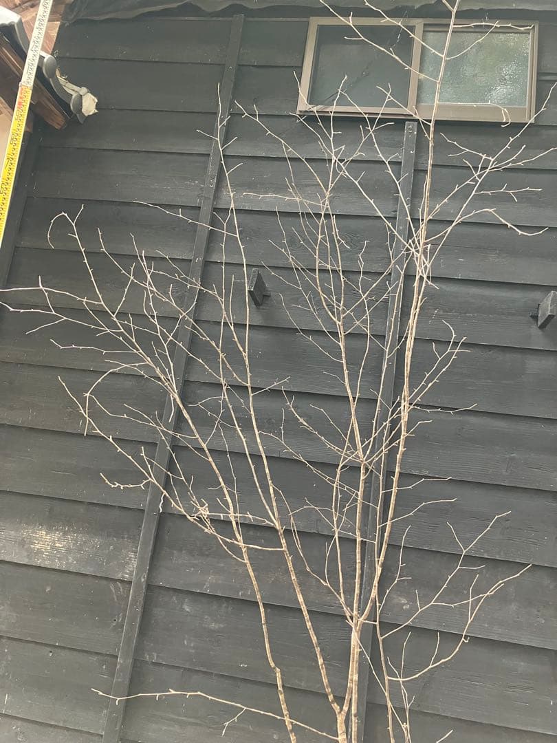 10 山採り　ヤマザクラ