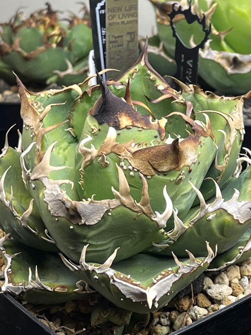 アガベ　チタノタ　shihao産　星空　ぶつぶつ