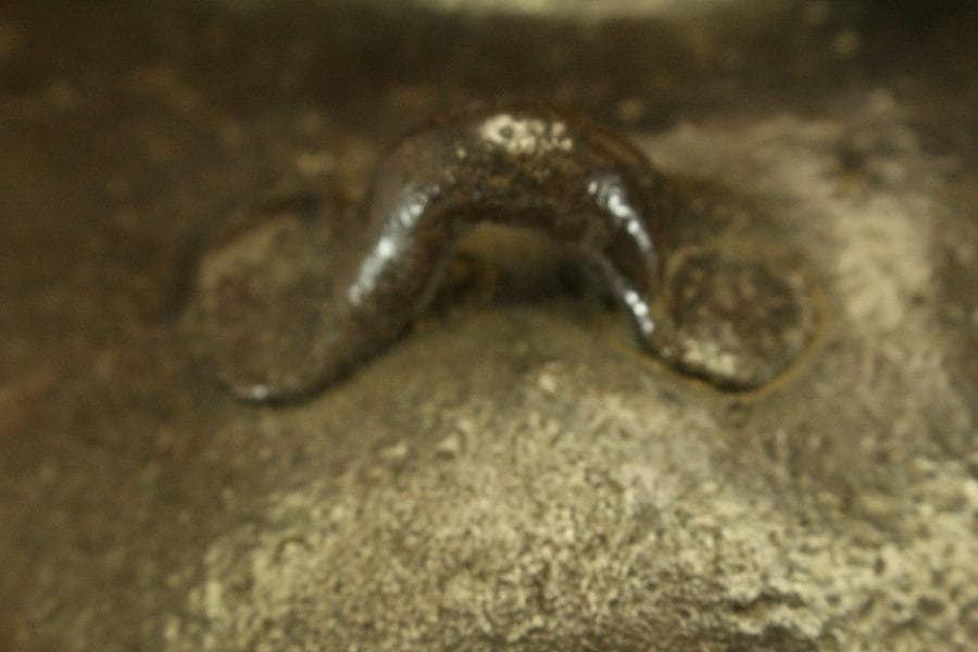 六古窯 常滑 四耳壷 茶壷 茶道具 高25cm(LC644)