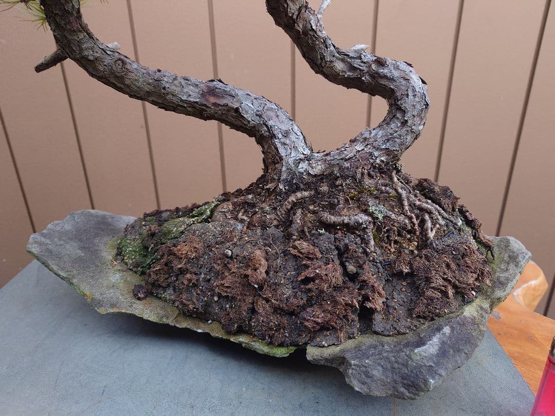 盆栽　五葉松　樹高43cm