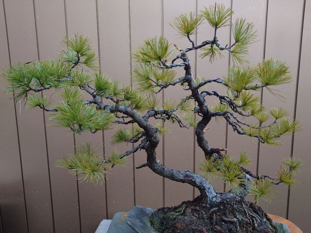 盆栽　五葉松　樹高43cm