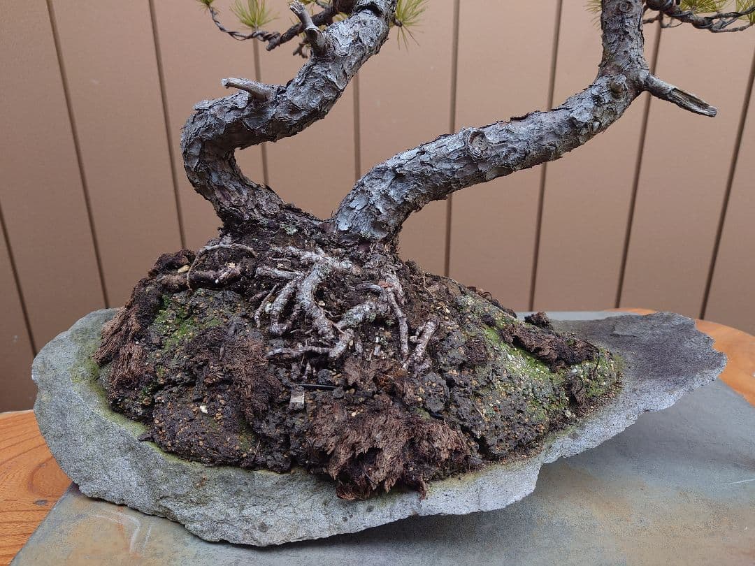 盆栽　五葉松　樹高43cm